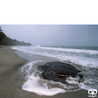 گونه لاکپشت چرمی Leatherback Turtle